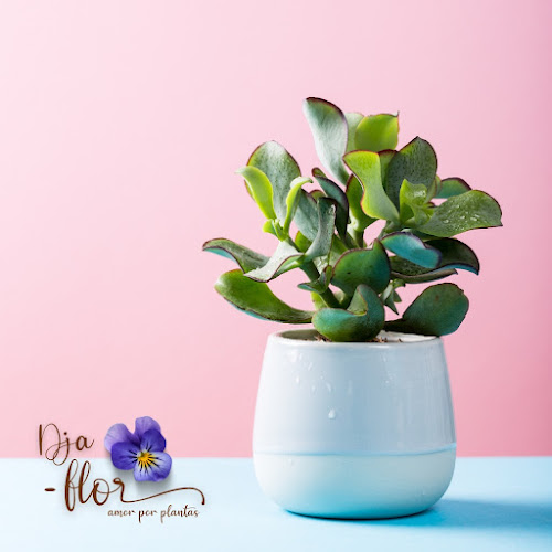 Dja-Flor - Amor Por Plantas
